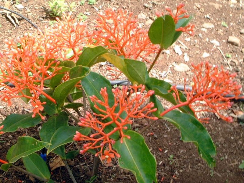 Medinilla scortechinii