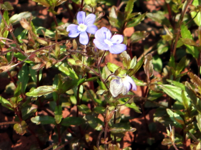 ベロニカ オックスフォードブルー Veronica Peduncularis Cv Oxford Blue かぎけん花図鑑