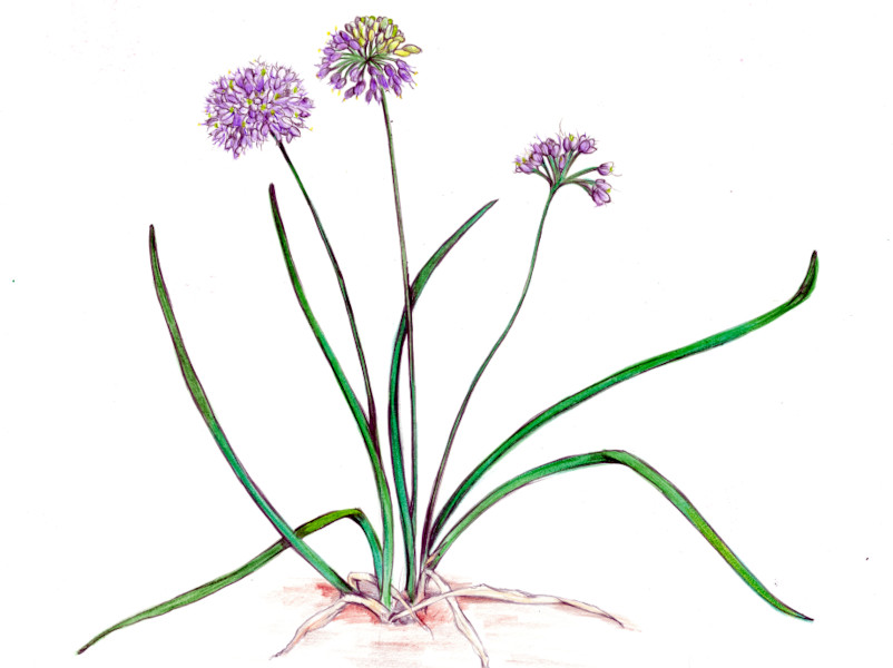 Allium chinense