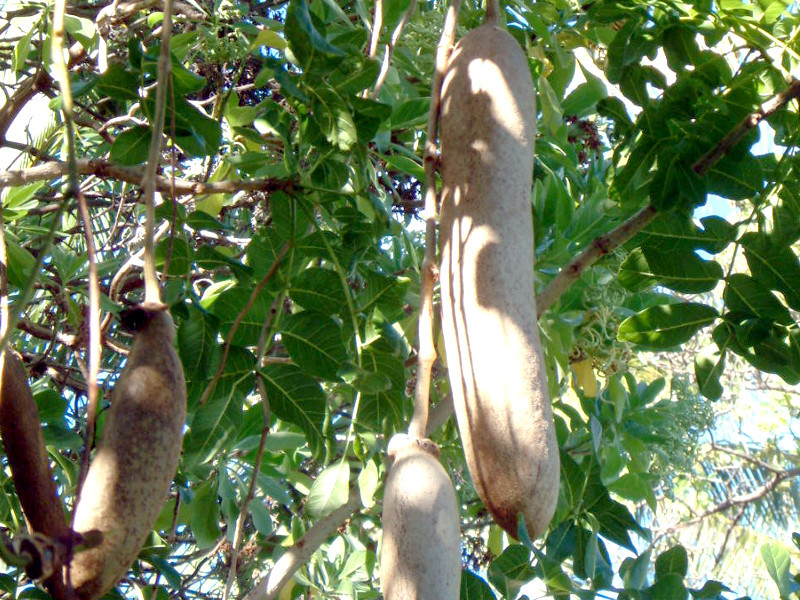 ソーセージノキ Kigelia Africana かぎけん花図鑑