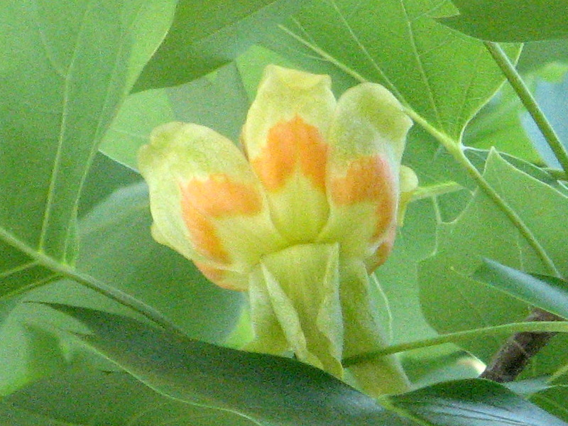 Tulip tree