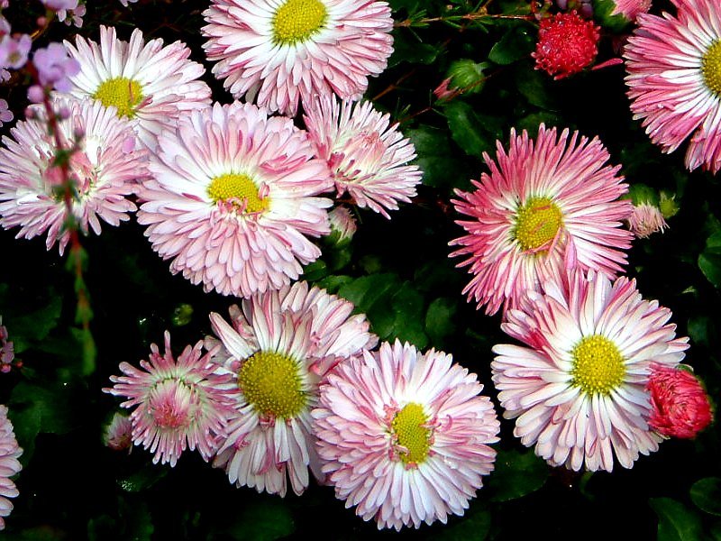 ヒナギク Bellis Perennis かぎけん花図鑑