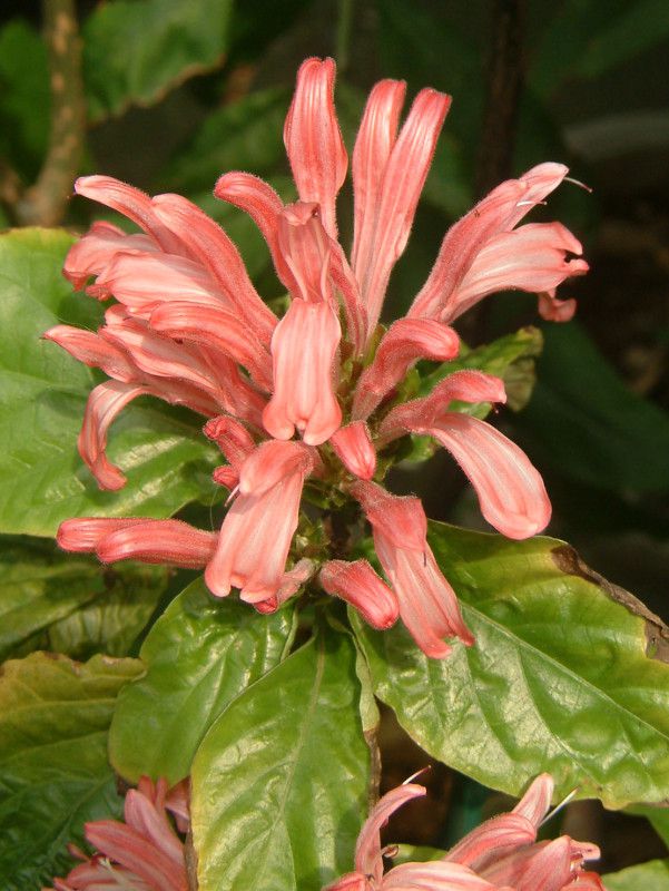 Justicia carnea