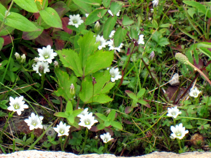 タテヤマリンドウ Gentiana Thunbergii Var Minor かぎけん花図鑑