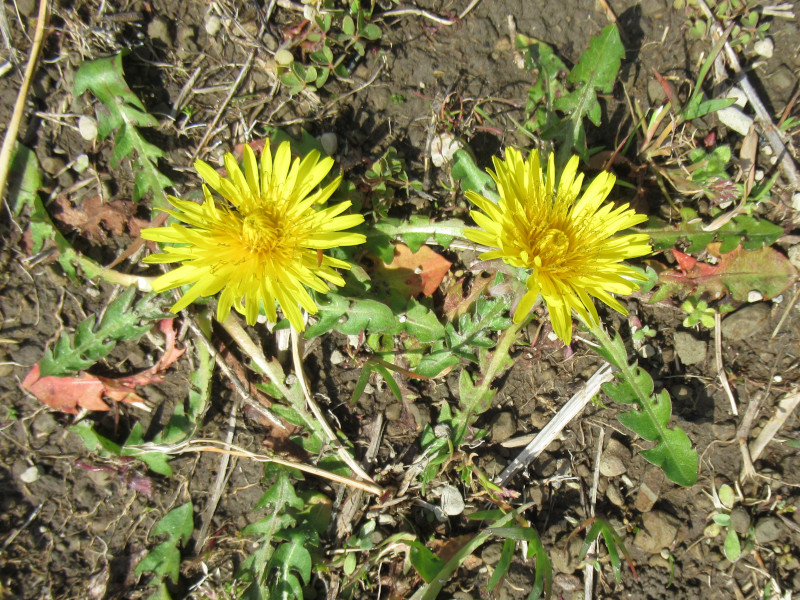 Taraxacum officinale