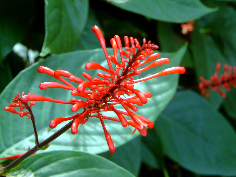 Odontonema cockineum