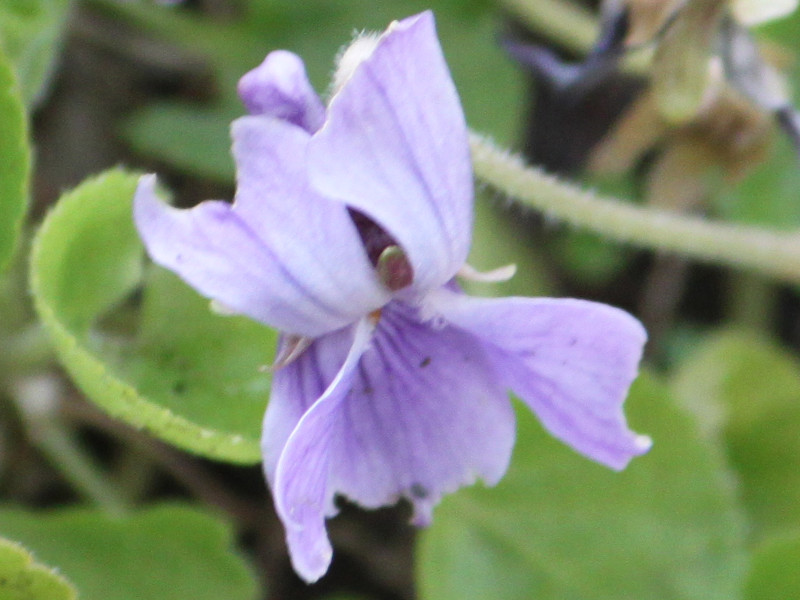 Sweet violet