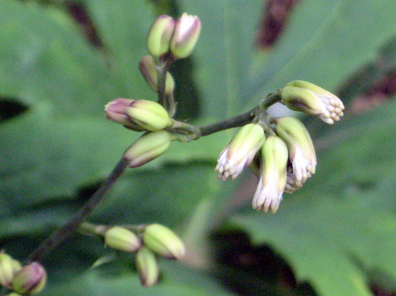 ヤブレガサ Syneilesis Palmata かぎけん花図鑑