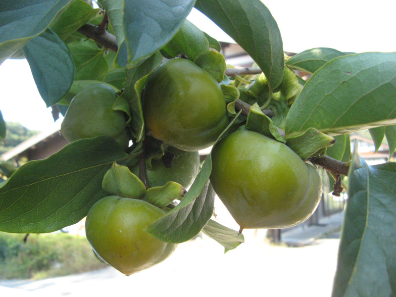 Persimmon tree