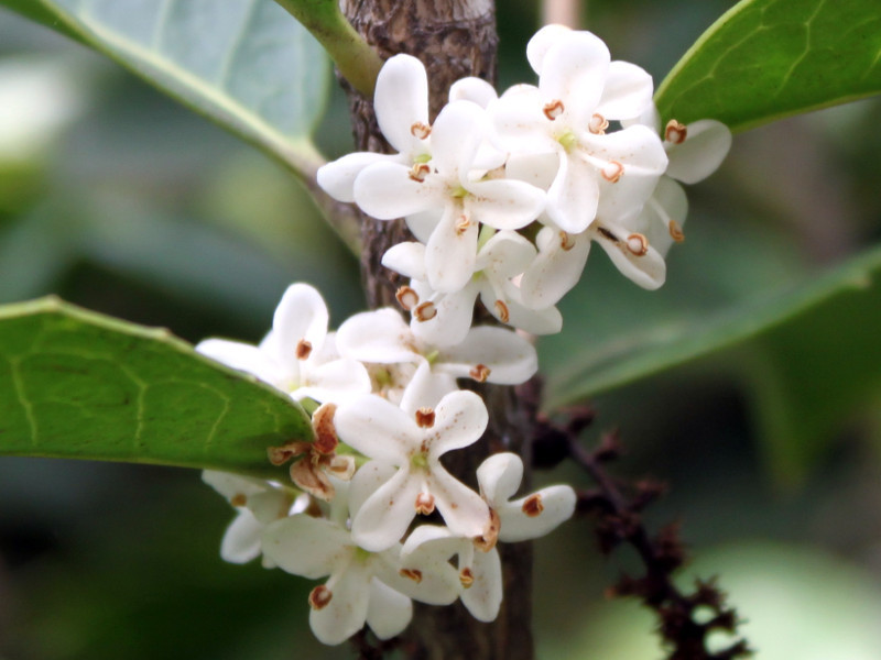 Osmanthus fortunei