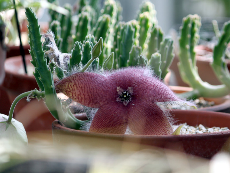 Stapelia hirsuta