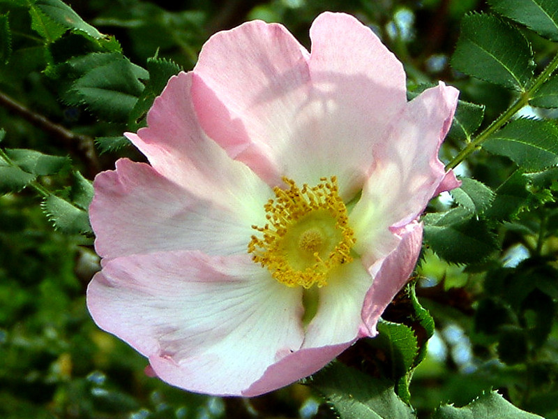 サンショウバラ Rosa Hirtula かぎけん花図鑑