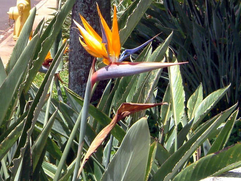 ゴクラクチョウカ Strelitzia Reginae かぎけん花図鑑