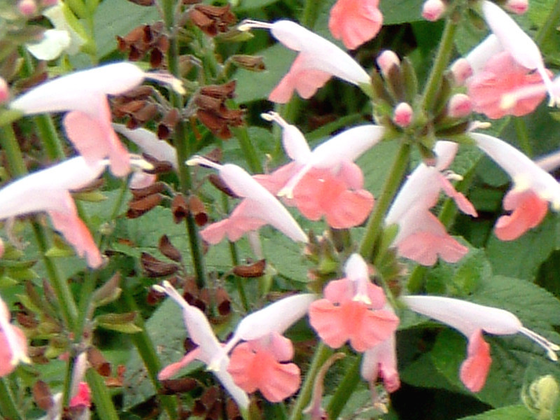 フルーツセージ Salvia Dorisiana かぎけん花図鑑