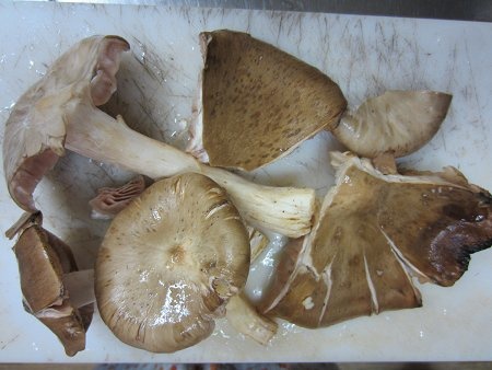 Entoloma sarcopum