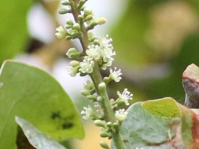 Coccoloba uvifera