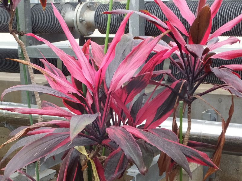 アイチアカ Cordyline Fruticosa Aichiaka かぎけん花図鑑