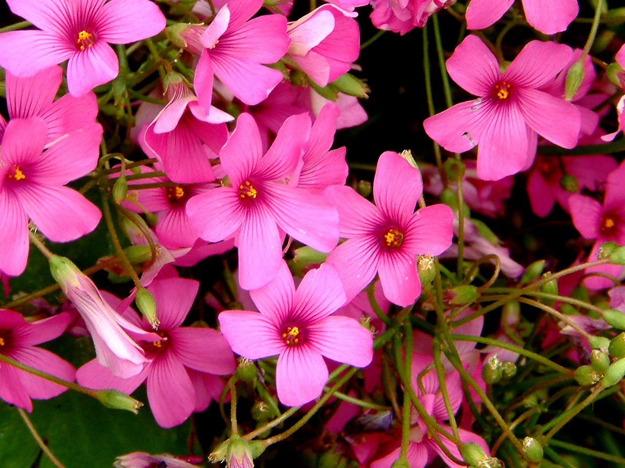 Jointed woodsorrel