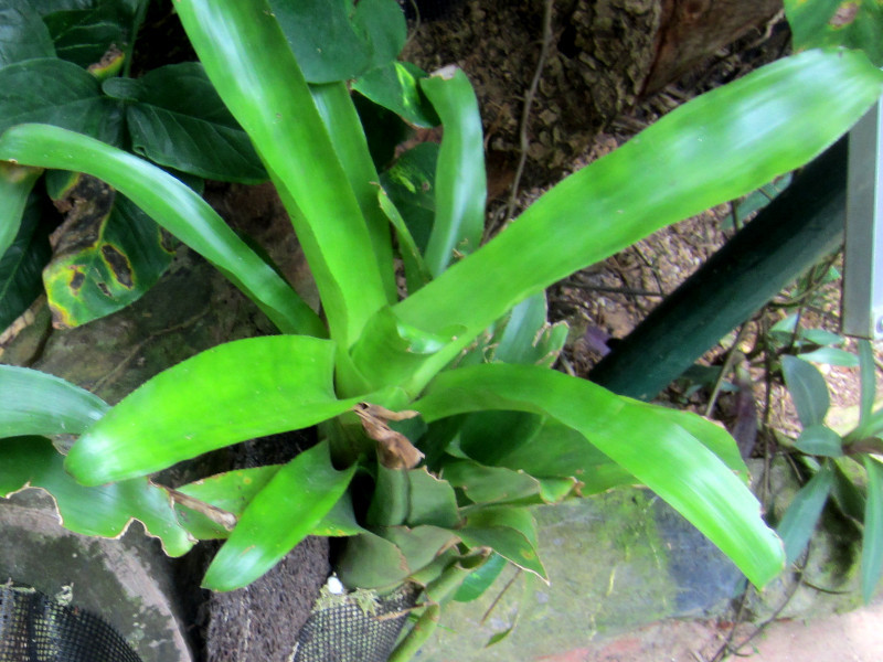 Neoregelia