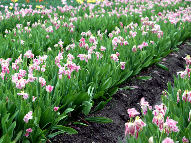 Tulip  huis ten bosch