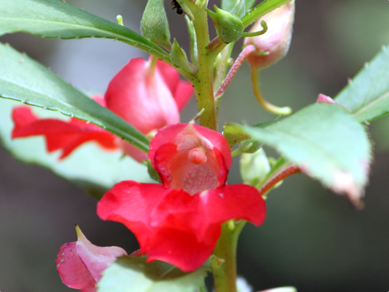 ホウセンカ Impatiens Balsamina かぎけん花図鑑