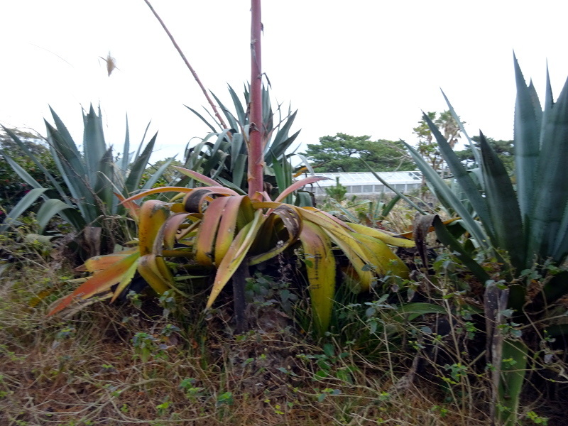 アオノリュウゼツラン Agave Americana Var Marginata かぎけん花図鑑