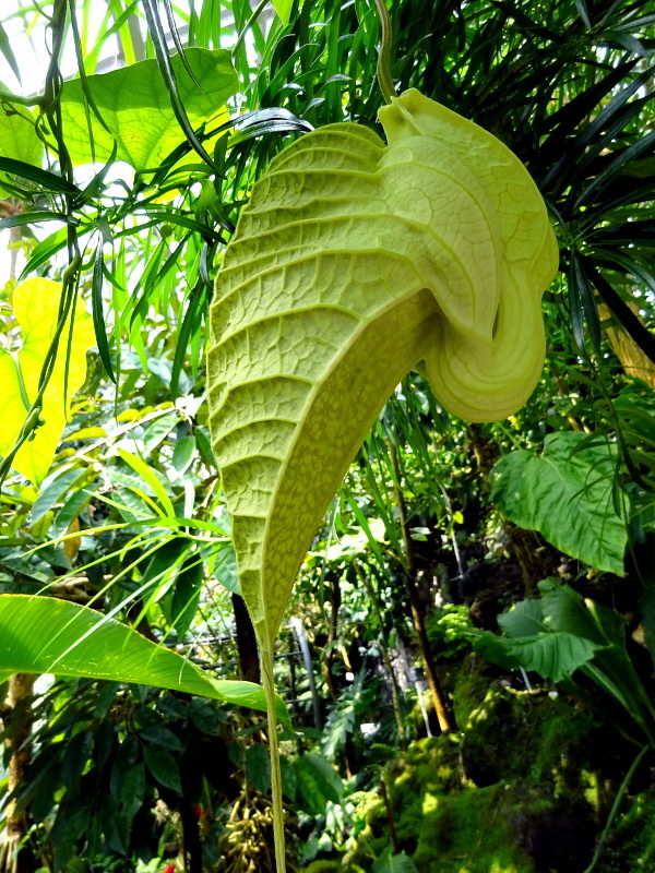 Aristolochia grandiflora