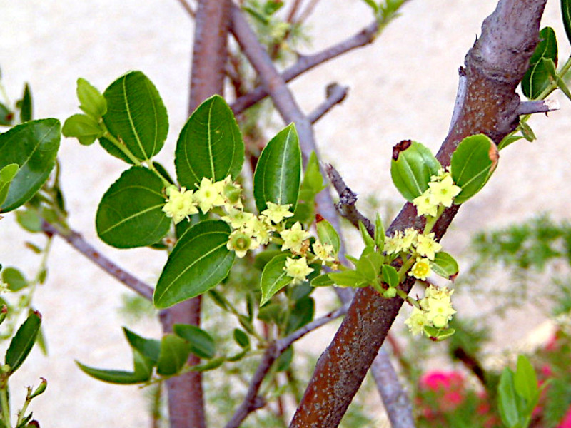 お題は６種の植物!? 万葉集草木シリーズ48.ナツメ