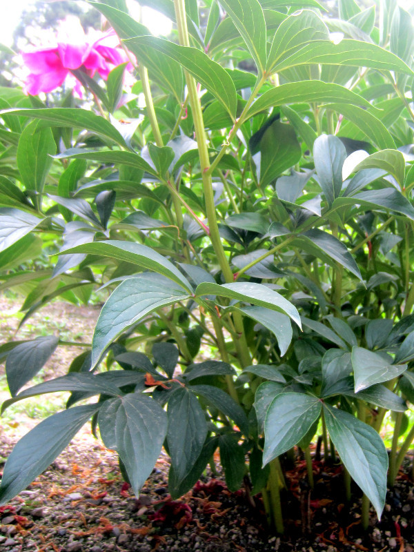 Paeonia lactiflora 'Tokimeki'