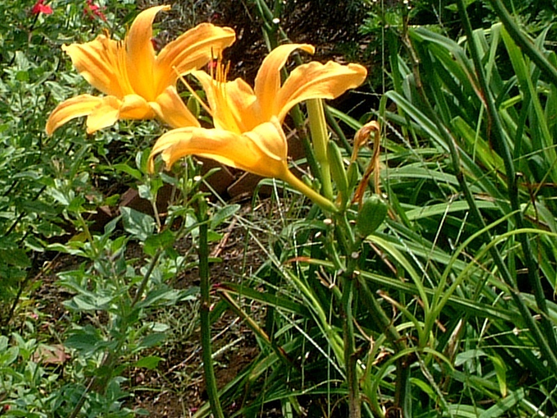 ヘメロカリス Hemerocallis Spp かぎけん花図鑑