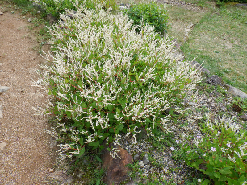  Aconogonon nakaii