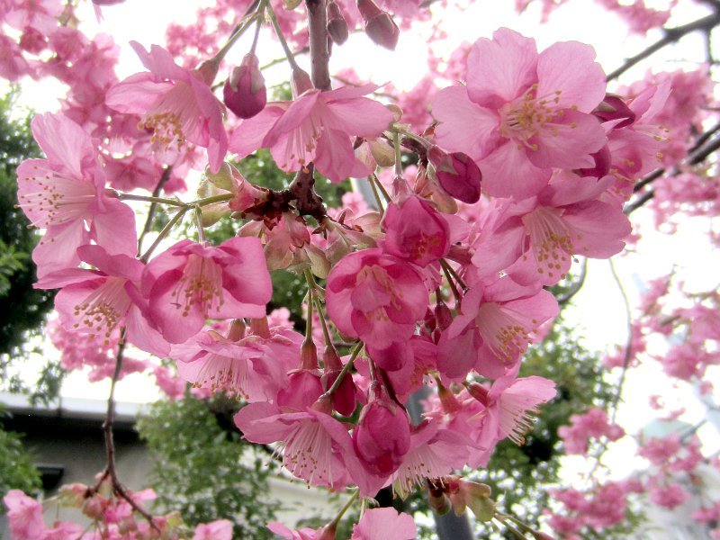 桜シリーズ2.河津桜