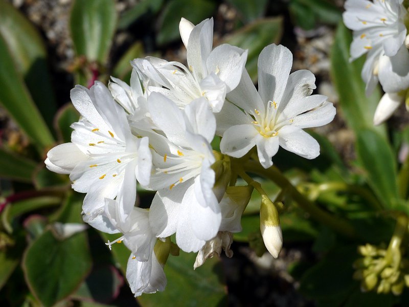 レウィシア エリーゼ Lewisia Cotyledo Erice かぎけん花図鑑