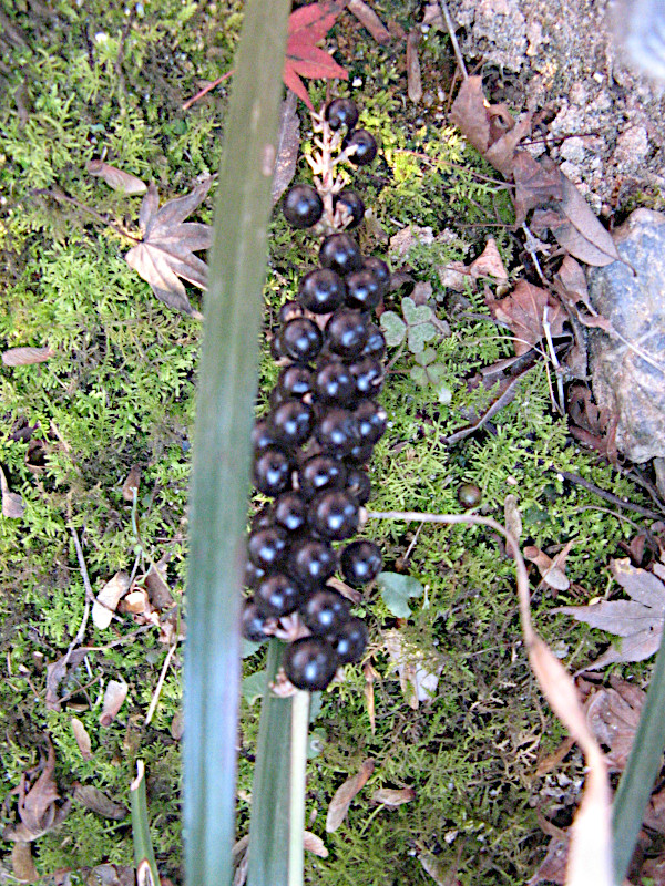 Liriope muscari