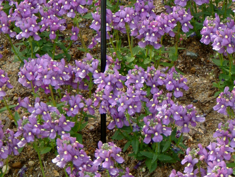 Nemesia 'Penblu'