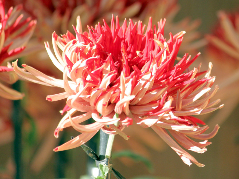 涛の日輪 菊 大菊 古典菊 江戸菊 C M Cv Nami No Nichirin かぎけん花図鑑