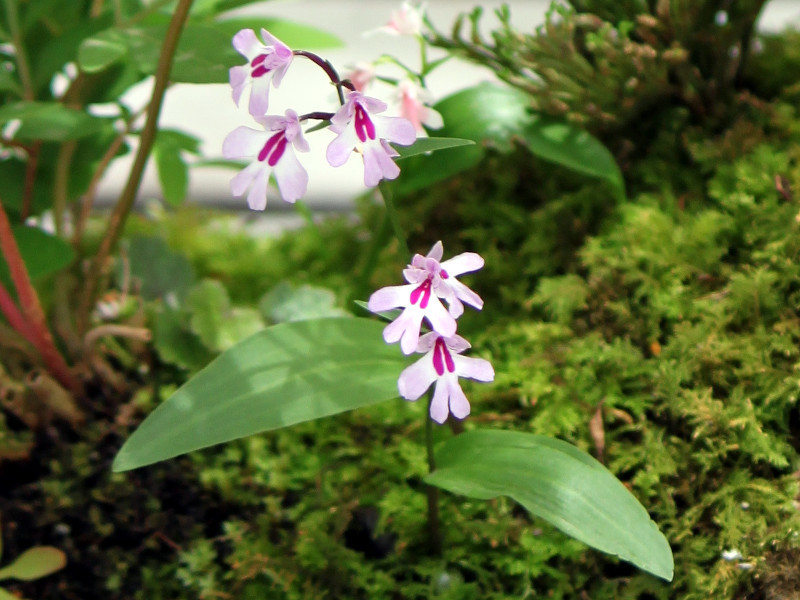 岩千鳥 Ponerorchis Keiskei 科技研花图画书