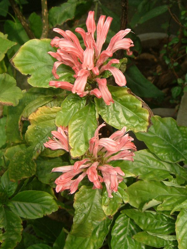 Justicia carnea