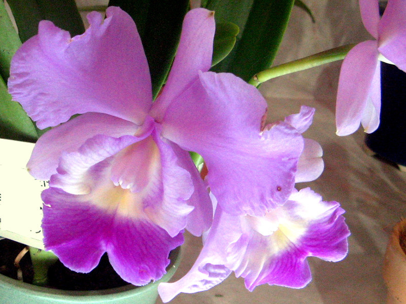 Cattleya