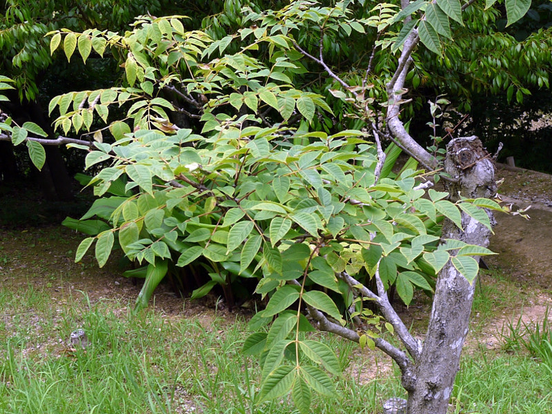 Amur cork tree