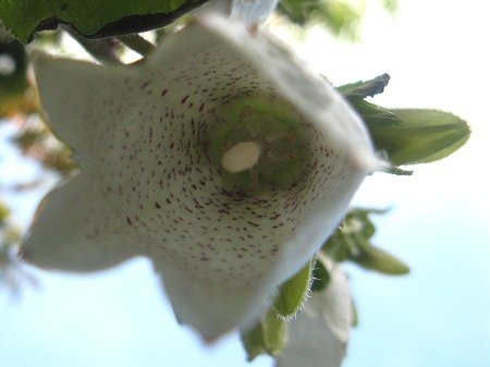 本岛紫斑风铃草