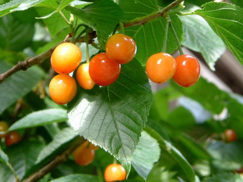 染井吉野櫻 Cerasus Yedoensis 科技研花图画书