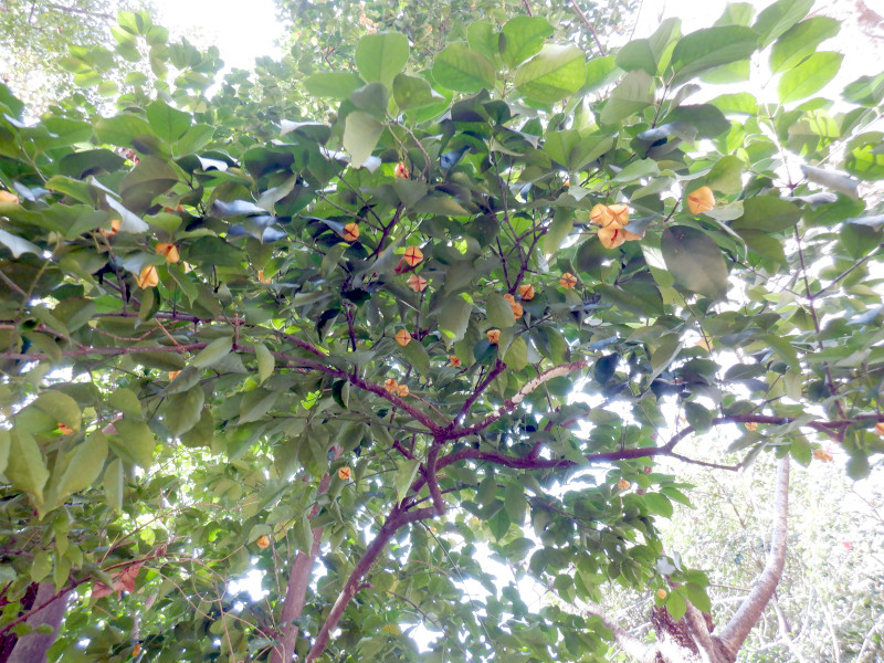 Euonymus chibae