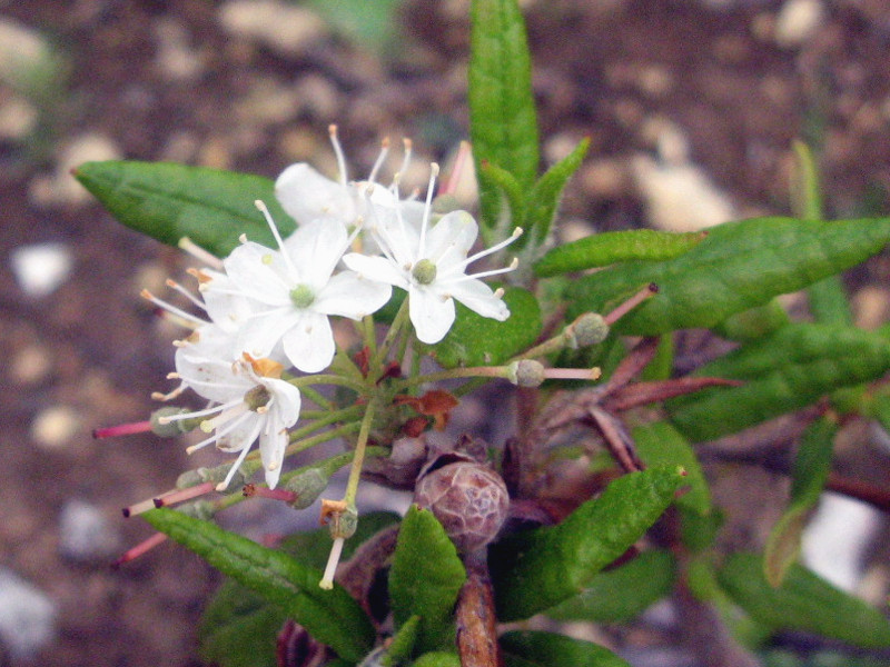 エゾイソツツジ Ledum Palustre Ssp Diversipilosum かぎけん花図鑑