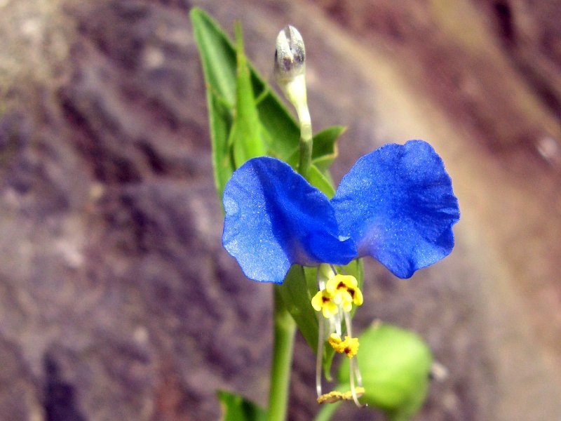 ツユクサ Commelina Communis かぎけん花図鑑