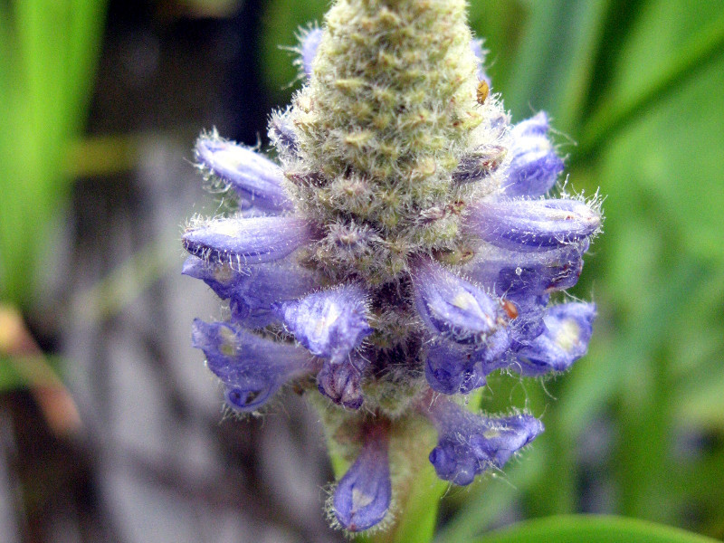 Pontederia cordata