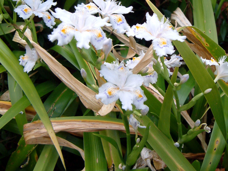 蝴蝶花 Iris Japonica 科技研花图画书