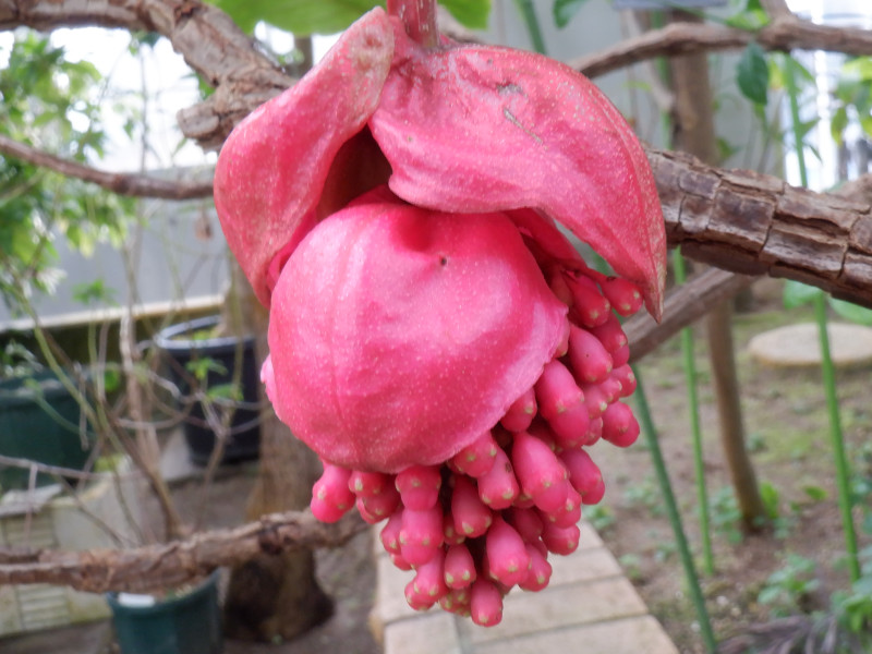 メディニラ '火の鳥' | Medinilla hybrid 'Hinotori' | かぎけん花図鑑