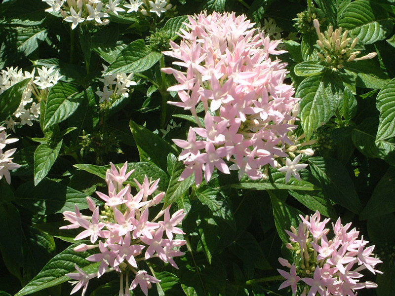 クササンタンカ Pentas Lanceolata かぎけん花図鑑