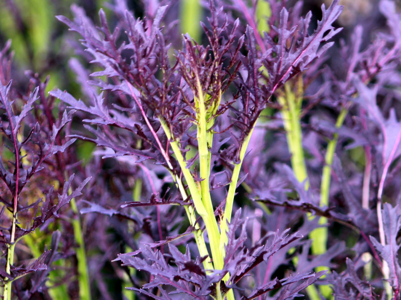 Brassica cernua